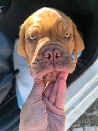 Dogue de Bordeaux Pedigree Enci Maschio Cucciolo