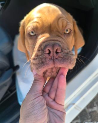 Dogue de Bordeaux Pedigree Enci Maschio Cucciolo