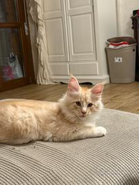 Gattina maine coon
