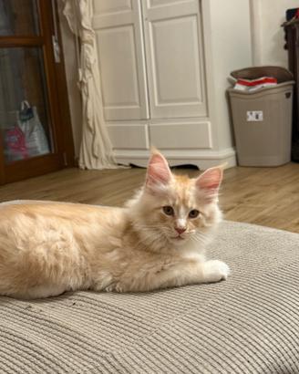Gattina maine coon