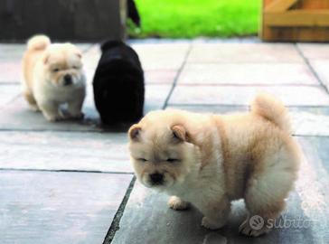 Cuccioli Chow Chow maschietti femminucce