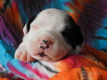 Staffordshire bull terrier