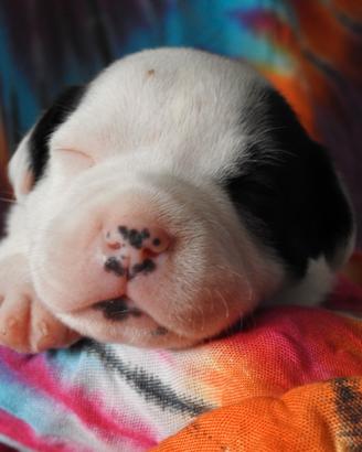 Staffordshire bull terrier