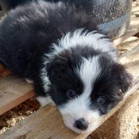 Cuccioli Border collie