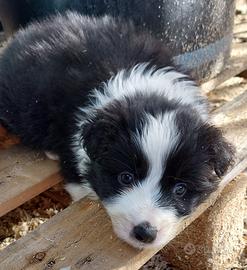 Cuccioli Border collie