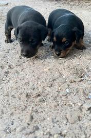 Cuccioli non di razza