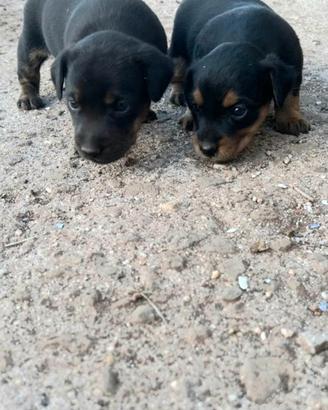 Cuccioli non di razza