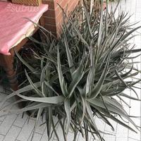 Piante aloe vera naturale - no additivi