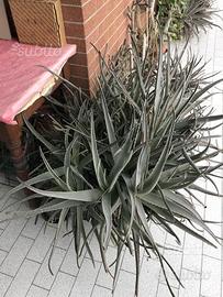 Piante aloe vera naturale - no additivi