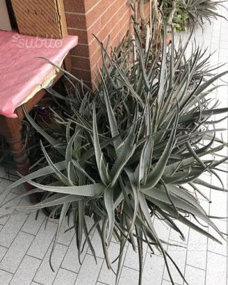 Piante aloe vera naturale - no additivi