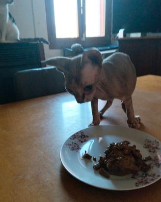 Sphynx maschio