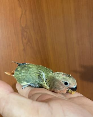 Pappagalli Inseparabili allevati a mano