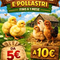 Pulcini pollastri galline galli