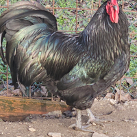 Pulcini Australorp vendita