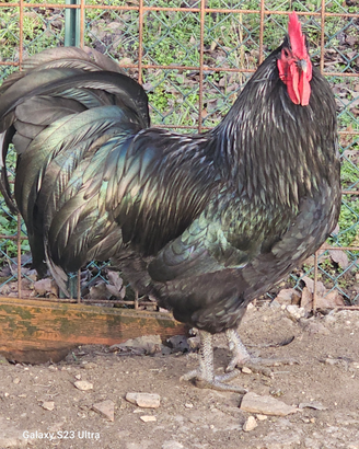 Pulcini Australorp vendita