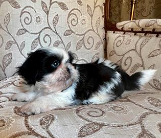 Cucciolo Shitzu maschio (Rio Shih Tzu)