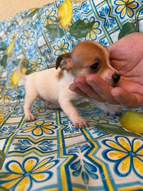 Jack russell