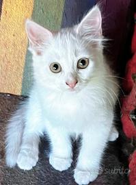 Ultimo cucciolo simil Siberiano MASCHIO