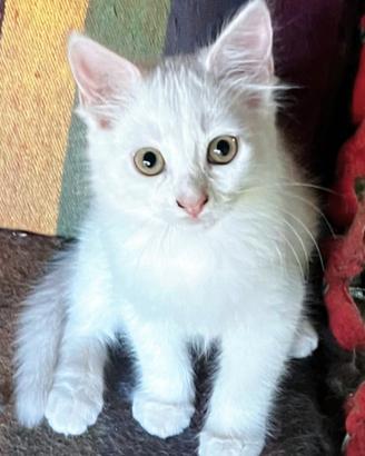 Ultimo cucciolo simil Siberiano MASCHIO