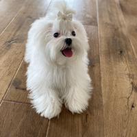 Maltesi Cuccioli