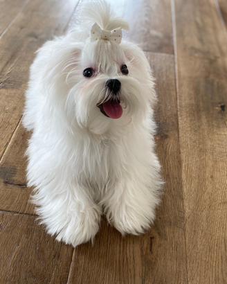Maltesi Cuccioli