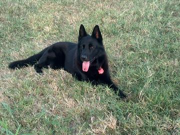 Pastore tedesco nero da monta