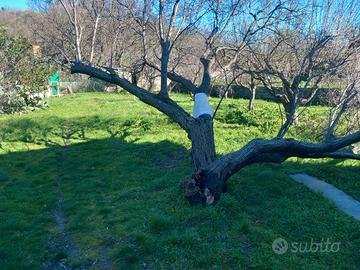 Villa singola con tre appartamenti zona lenza