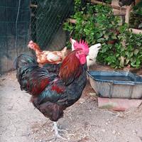 Gallo Australorp x Marans no pentola