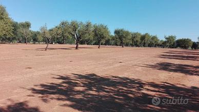 Terreno con alberi di mandorlo