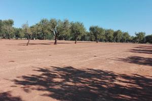 Terreno con alberi di mandorlo