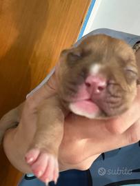 Pit bull UKC
