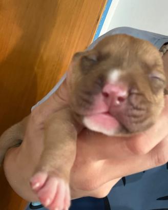 Pit bull UKC
