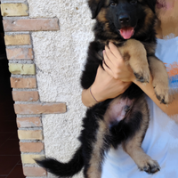 Cucciolo di pastore tedesco pelo lungo