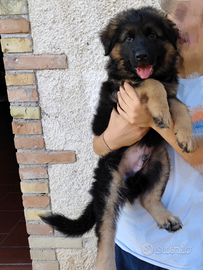 Cucciolo di pastore tedesco pelo lungo