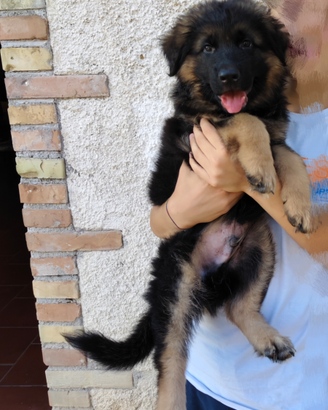 Cucciolo di pastore tedesco pelo lungo