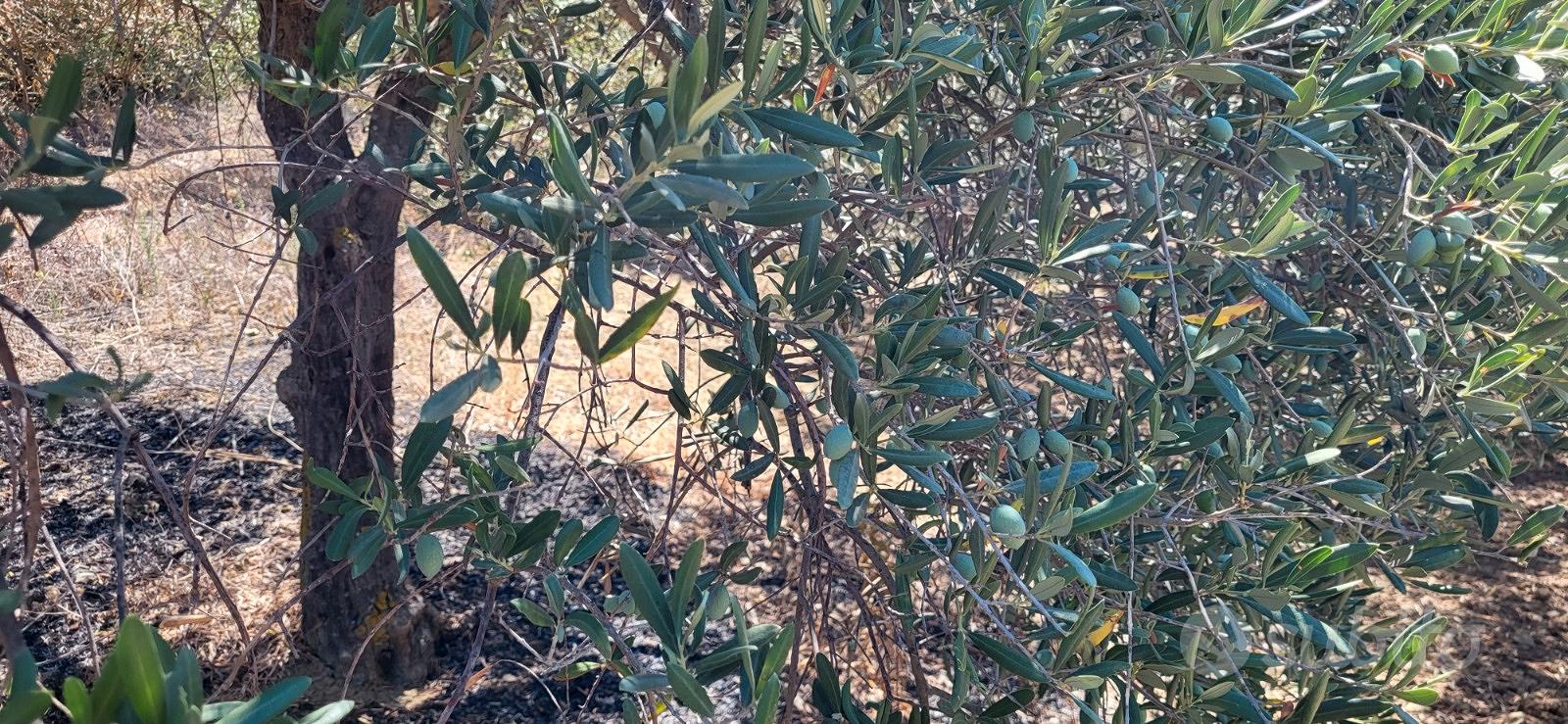 Terreno Agricolo - Altro