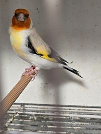 Cardellino Mayor Eumo maschio