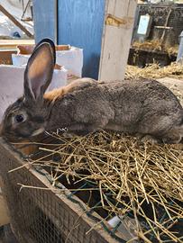 Conigli femmina incrocio