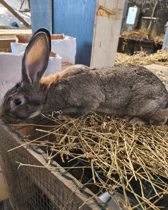 Conigli femmina incrocio