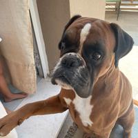 Boxer per accoppiamento