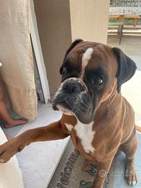 Boxer per accoppiamento