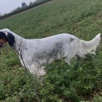 Setter inglese 9 anni
