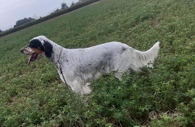 Setter inglese 9 anni