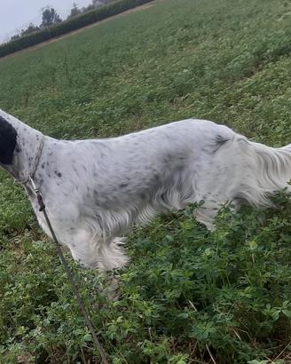Setter inglese 9 anni