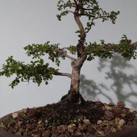zelkova bonsai