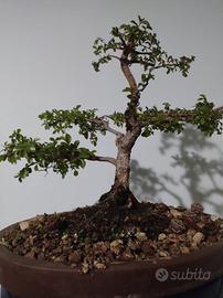 zelkova bonsai