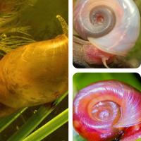 Chiocciole lymnea e planorbarius