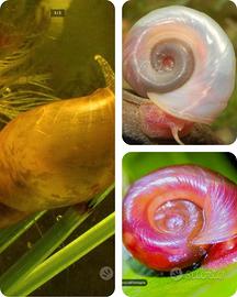 Chiocciole lymnea e planorbarius