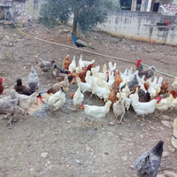 Galline