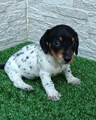 Cuccioli di bassotto kaninchen